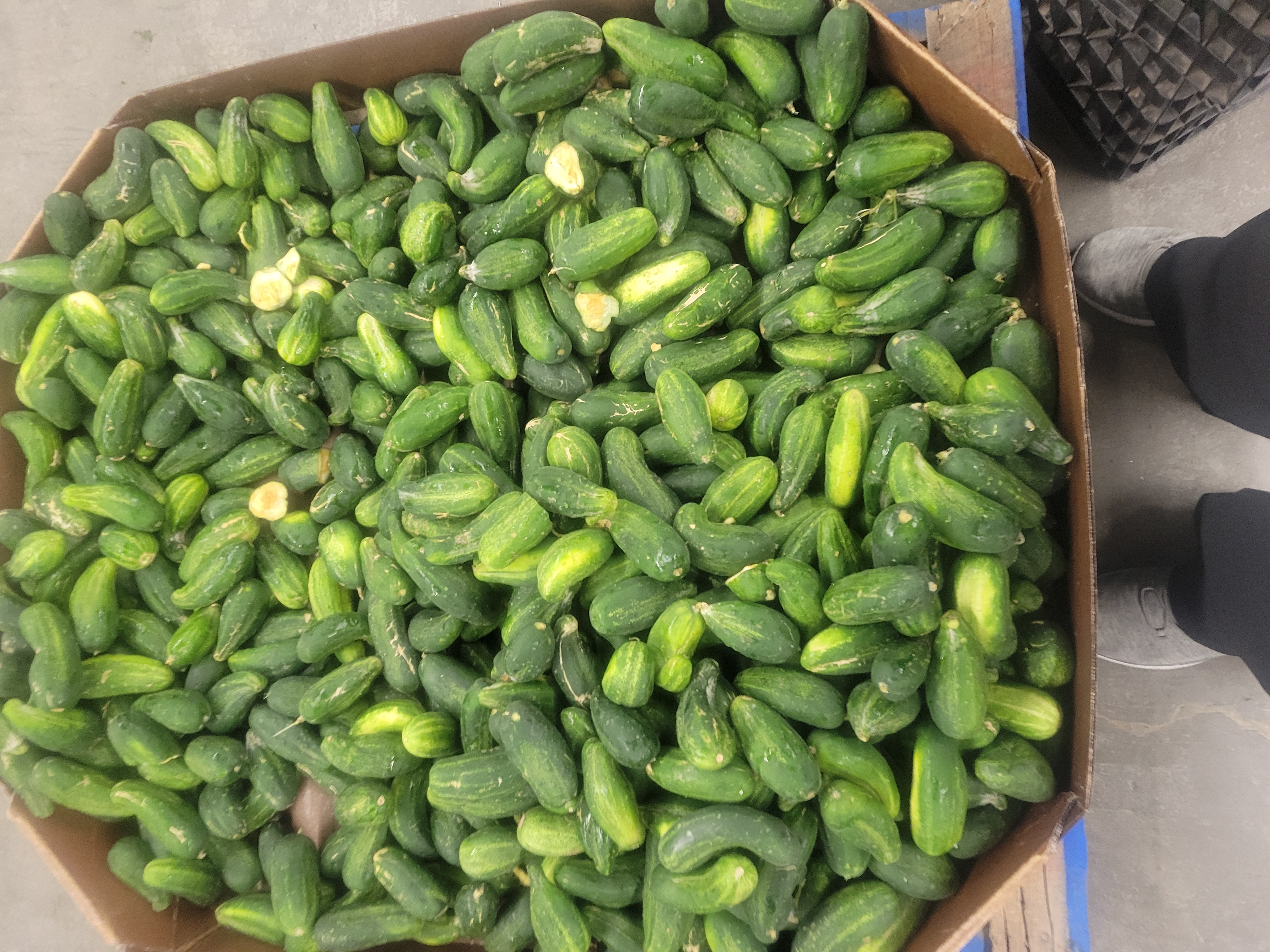Cardboard container filled to the brim with pickling cucumbers.